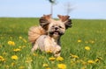 Running lhasa apso in the park