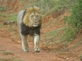 Running Lion Royalty Free Stock Photo