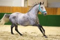 Running lipizzaner horse in empty riding hall Royalty Free Stock Photo