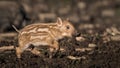 A Running Little Boarlet (Sus Scrofa) Royalty Free Stock Photo