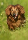 Running Longhair dachshund