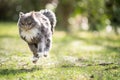 Running maine coon cat in sunlight with copy space Royalty Free Stock Photo