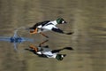 Running male Common goldeneye reflected in pond water surface. Royalty Free Stock Photo