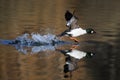 Running male Common goldeneye reflected in pond water surface. Royalty Free Stock Photo