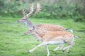 Running male and female fallow deer in the wild Royalty Free Stock Photo