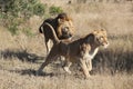 Running Male and Female Lion