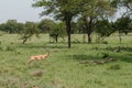 Running male impala in Northern Serengeti, Tanzania Royalty Free Stock Photo