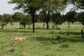 Running male impala in the northern Serengeti, Tanzania Royalty Free Stock Photo