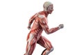 Running man anatomy vision. Royalty Free Stock Photo