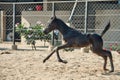 Running Marwari black colt in paddock. India