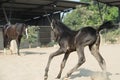 Running Marwari black colt in paddock. India