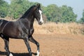 Running marwari black stallion at freedom. Gujarat, India