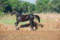 Running marwari black stallion at freedom. Gujarat, India