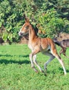 Running Marwari chestnut colt in green pasture. India