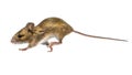 Running mouse isolated on white background Royalty Free Stock Photo