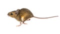 Running mouse on white background Royalty Free Stock Photo