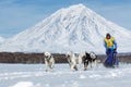 Running musher Ryabuhin Denis. Kamchatka Sled Dog Racing Beringia Royalty Free Stock Photo