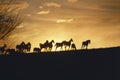 Running mustang horses at sunset Royalty Free Stock Photo