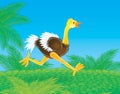 Running ostrich