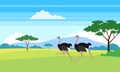 Running ostrich in african savannah landscape