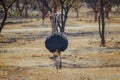 Running ostrich in Bandia Reserve, Senegal. It is a male of Common ostrich, Struthio camelus, who is protecting their territory. Royalty Free Stock Photo