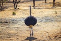 Running ostrich in Bandia Reserve, Senegal. It is a male of Common ostrich, Struthio camelus, who is protecting their territory. Royalty Free Stock Photo