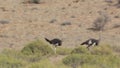 Running Ostrich, Struthio camelus