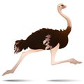 Running  Ostrich On White Background