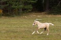 Running palomino foal in the field Royalty Free Stock Photo