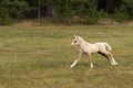 Running palomino foal in the field Royalty Free Stock Photo