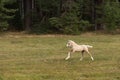Running palomino foal in the field Royalty Free Stock Photo