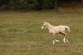 Running palomino foal in the field Royalty Free Stock Photo