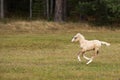 Running palomino foal in the field Royalty Free Stock Photo