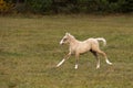 Running palomino foal in the field Royalty Free Stock Photo