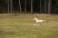 Running palomino foal in the field Royalty Free Stock Photo