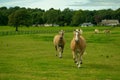 Running Palomino horses in the lush green meadow