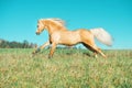 Running palomino welsh pony with long mane posing at freedom Royalty Free Stock Photo