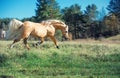 Running palomino welsh pony with long mane posing at freedom