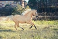 Running palomino welsh pony with long mane posing at freedom Royalty Free Stock Photo