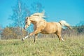 Running palomino welsh pony with long mane posing at freedom Royalty Free Stock Photo