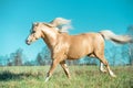 Running palomino welsh pony with long mane posing at freedom