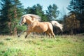 Running palomino welsh pony with long mane posing at freedom Royalty Free Stock Photo