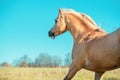 Running palomino welsh pony with long mane posing at freedom Royalty Free Stock Photo