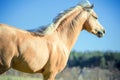 Running palomino welsh pony with long mane posing at freedom Royalty Free Stock Photo