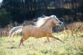 Running palomino welsh pony with long mane posing at freedom Royalty Free Stock Photo