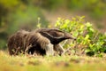 Running in pampas. Anteater, cute animal from Brazil. Giant Anteater, Myrmecophaga tridactyla, animal long tail and log muzzle nos Royalty Free Stock Photo