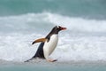 Running Penguin in the ocean water. Gentoo penguin jumps out of the blue water after swimming through the ocean in Falkland Island Royalty Free Stock Photo