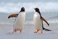 Running Penguin in the ocean water. Gentoo penguin jumps out of the blue water after swimming through the ocean in Falkland Island Royalty Free Stock Photo