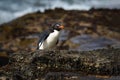 Running Penguin in the ocean water. Gentoo penguin jumps out of the blue water after swimming through the ocean in Falkland Island Royalty Free Stock Photo