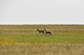 Running Peninsular Pronghorns in a Large Field Royalty Free Stock Photo